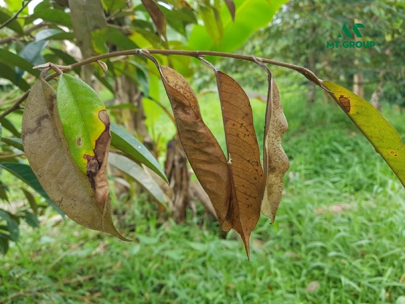 cac loai thuoc tri nam cho cay trong 4